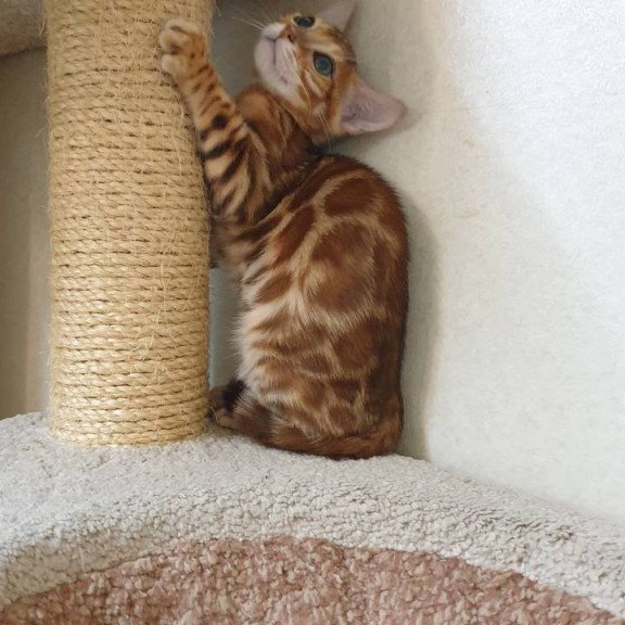 Bengal TB Alarek