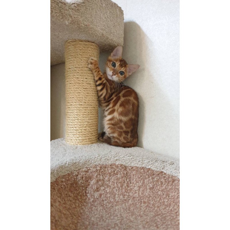 Bengal TB Alarek