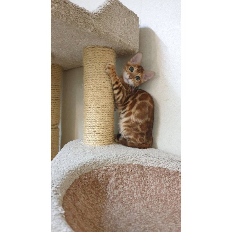 Bengal TB Alarek