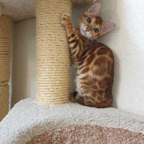 Bengal TB Alarek