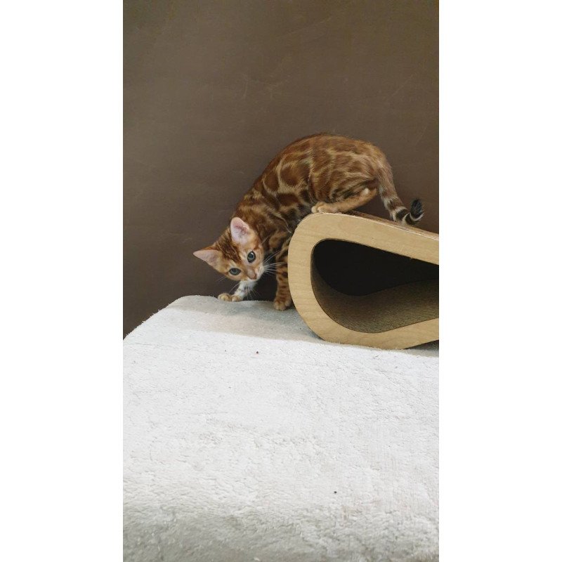 Bengal TB Alarek