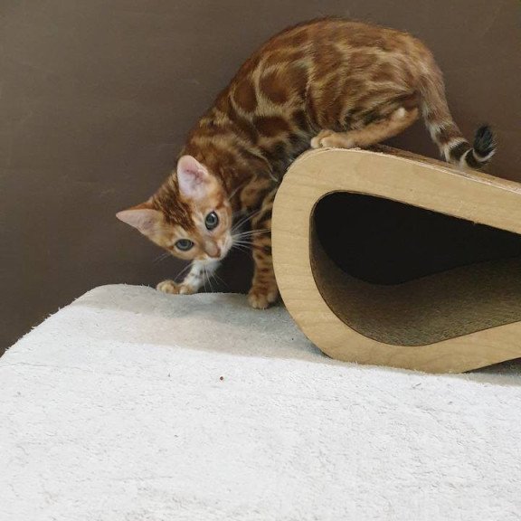 Bengal TB Alarek