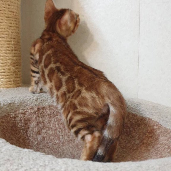 Bengal TB Alarek