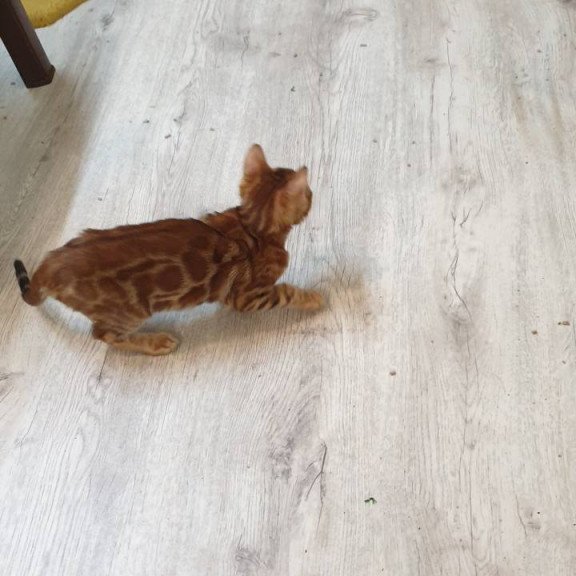 Bengal TB Alarek