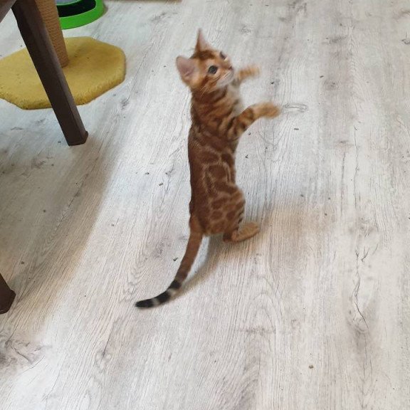 Bengal TB Alarek
