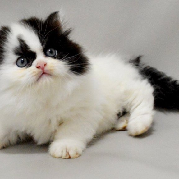 Scottish Vegas