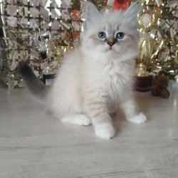 Siberian REZ Hela