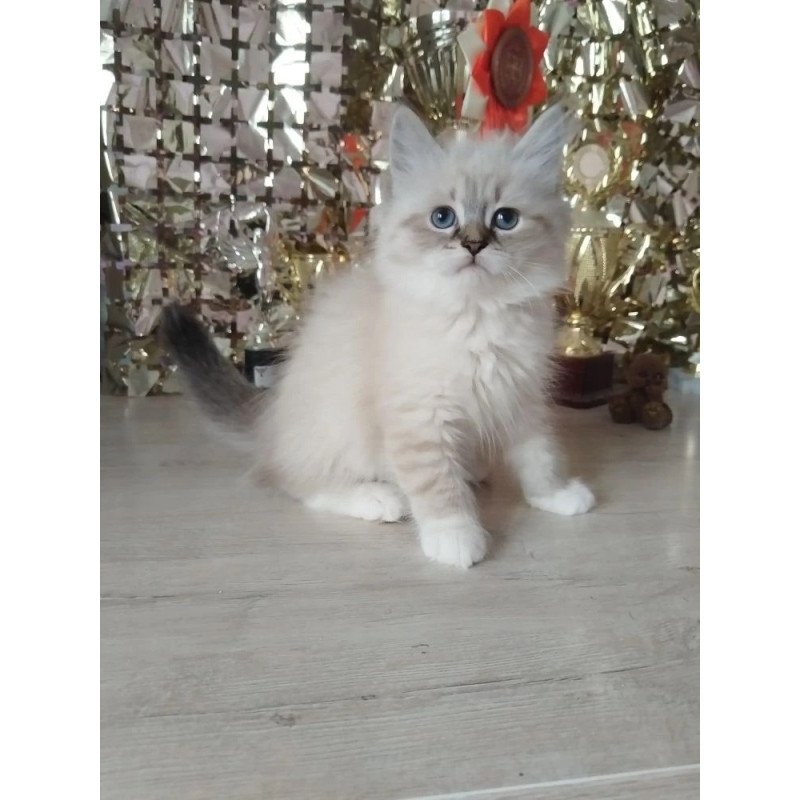 Siberian REZ Hela