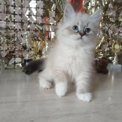 Siberian REZ Hela