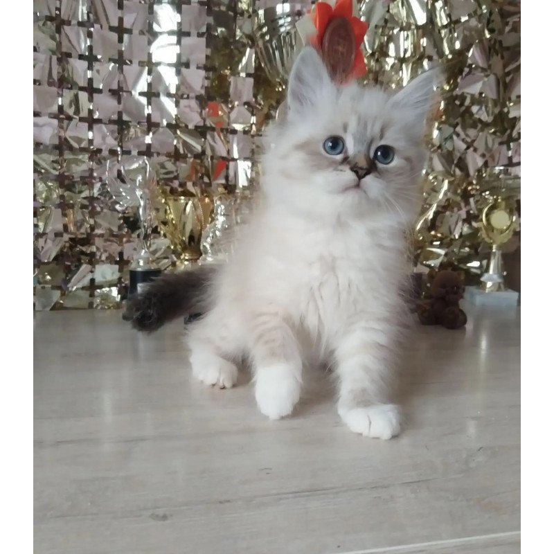 Siberian REZ Hela