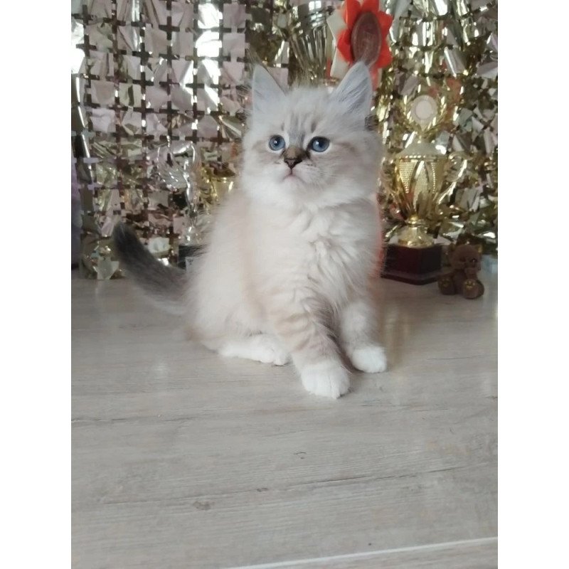 Siberian REZ Hela