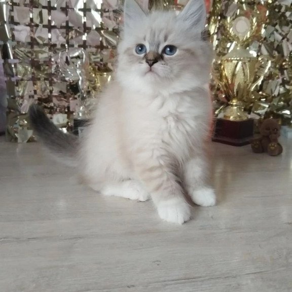 Siberian REZ Hela
