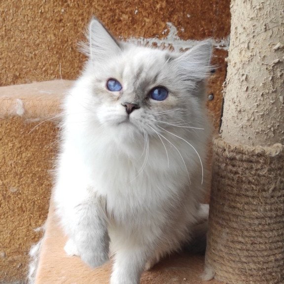 Siberian REZ Ustiniya