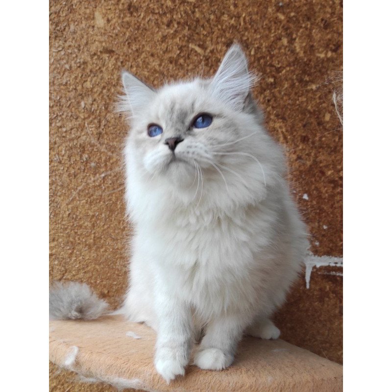Siberian REZ Ustiniya