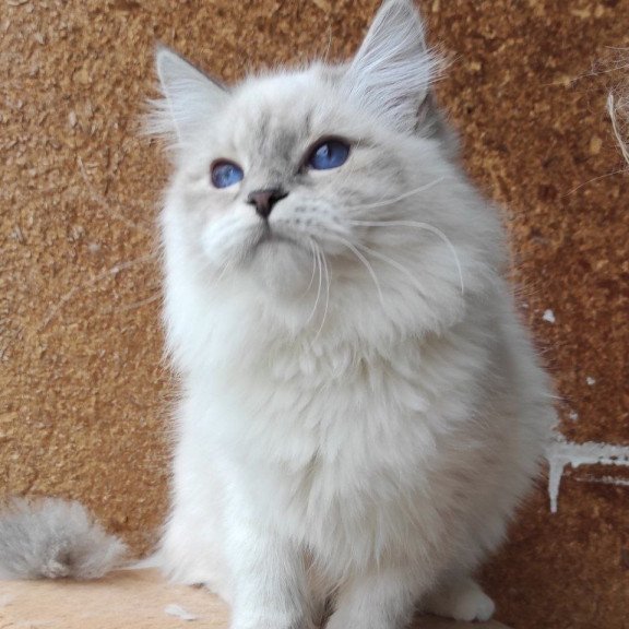 Siberian REZ Ustiniya