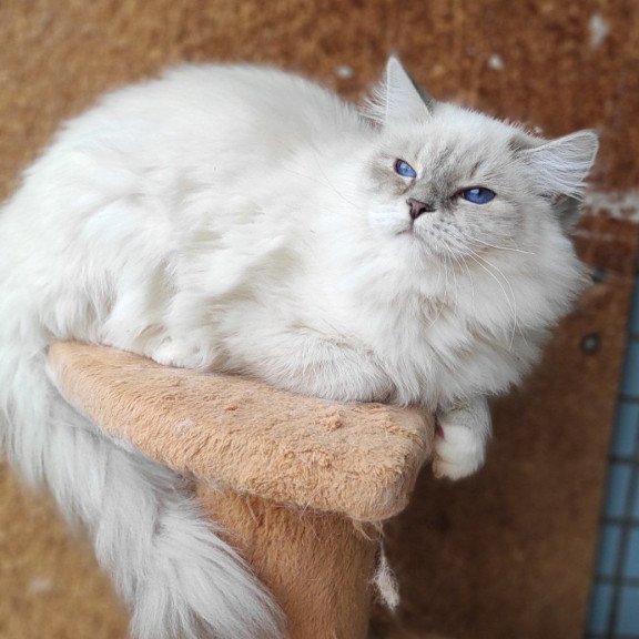 Siberian REZ Ustiniya
