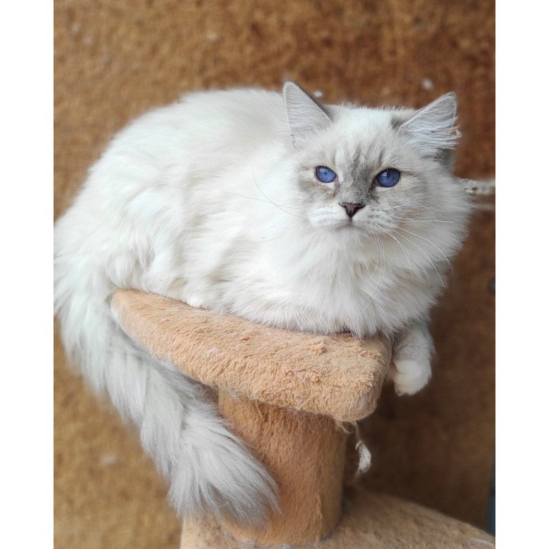 Siberian REZ Ustiniya