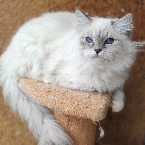 Siberian REZ Ustiniya