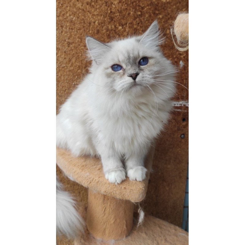 Siberian REZ Ustiniya