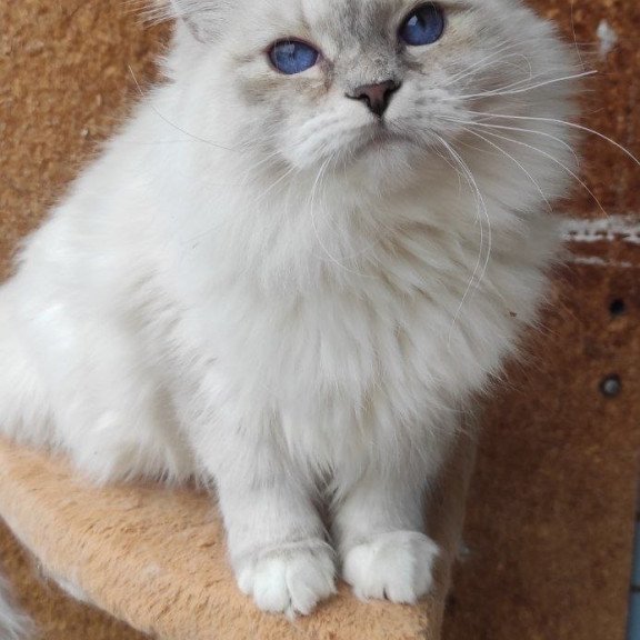 Siberian REZ Ustiniya