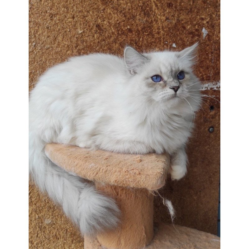 Siberian REZ Ustiniya