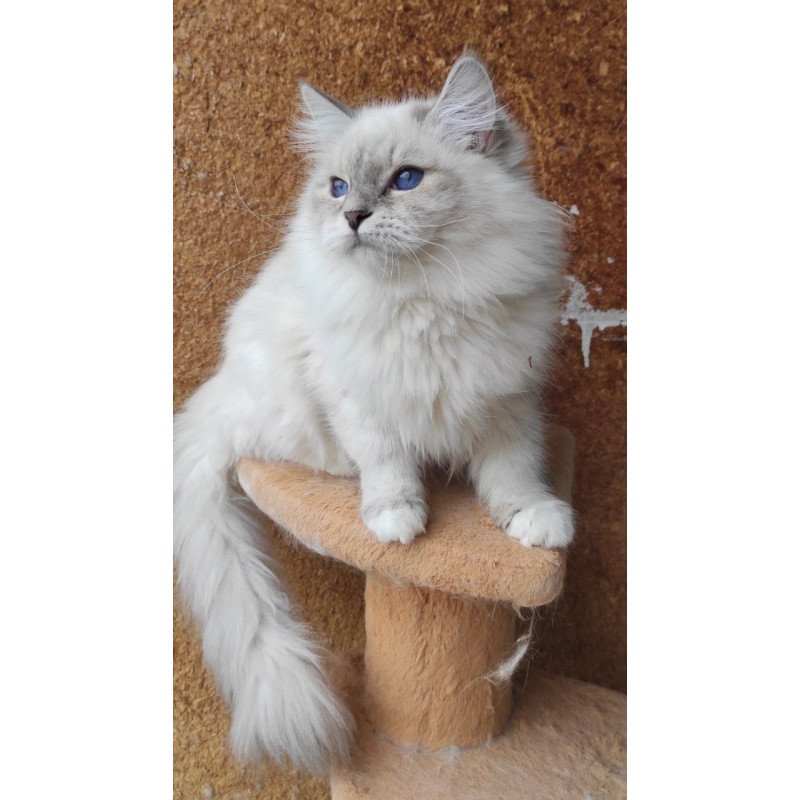 Siberian REZ Ustiniya