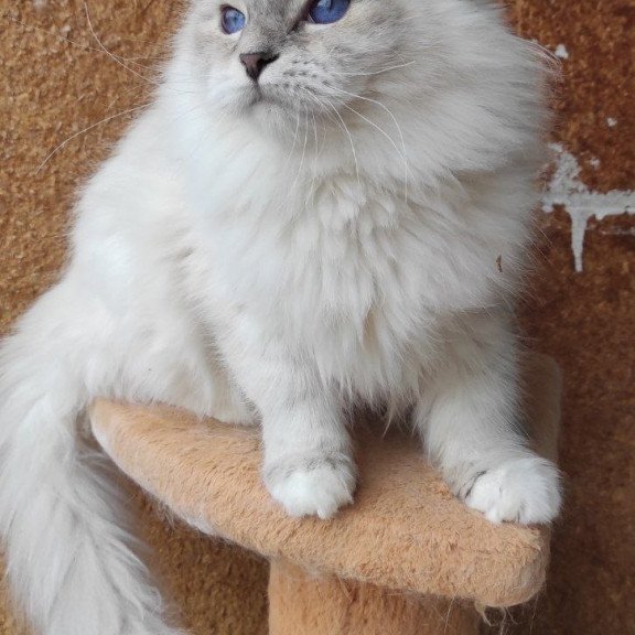 Siberian REZ Ustiniya