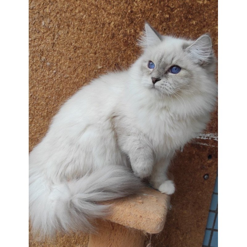 Siberian REZ Ustiniya