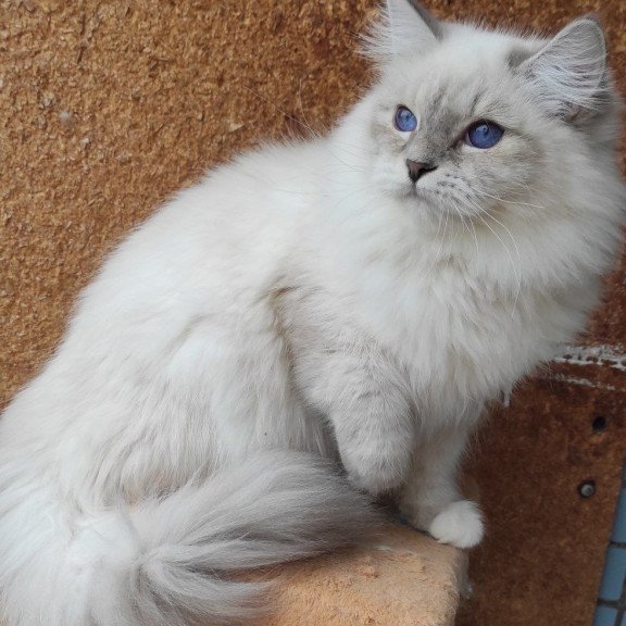 Siberian REZ Ustiniya