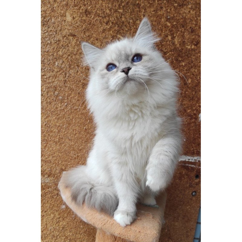 Siberian REZ Ustiniya