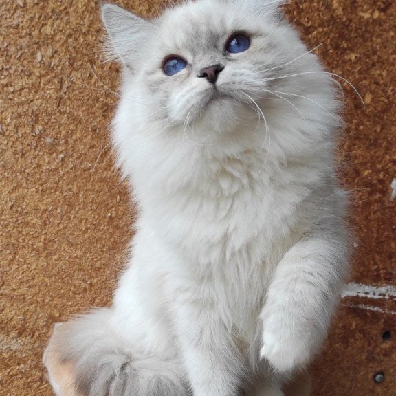 Siberian REZ Ustiniya