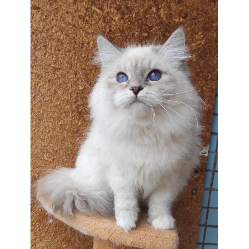 Siberian REZ Ustiniya