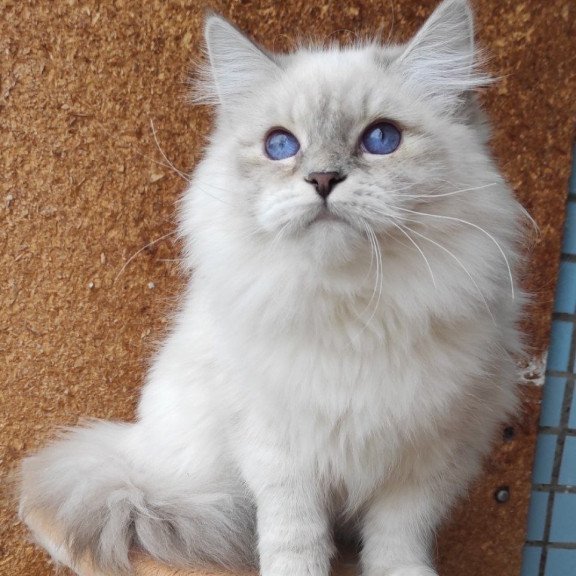 Siberian REZ Ustiniya