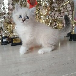 Siberian REZ Hanni