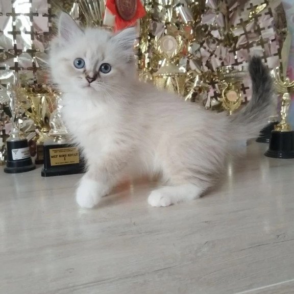 Siberian REZ Hanni