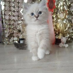 Siberian REZ Hanni