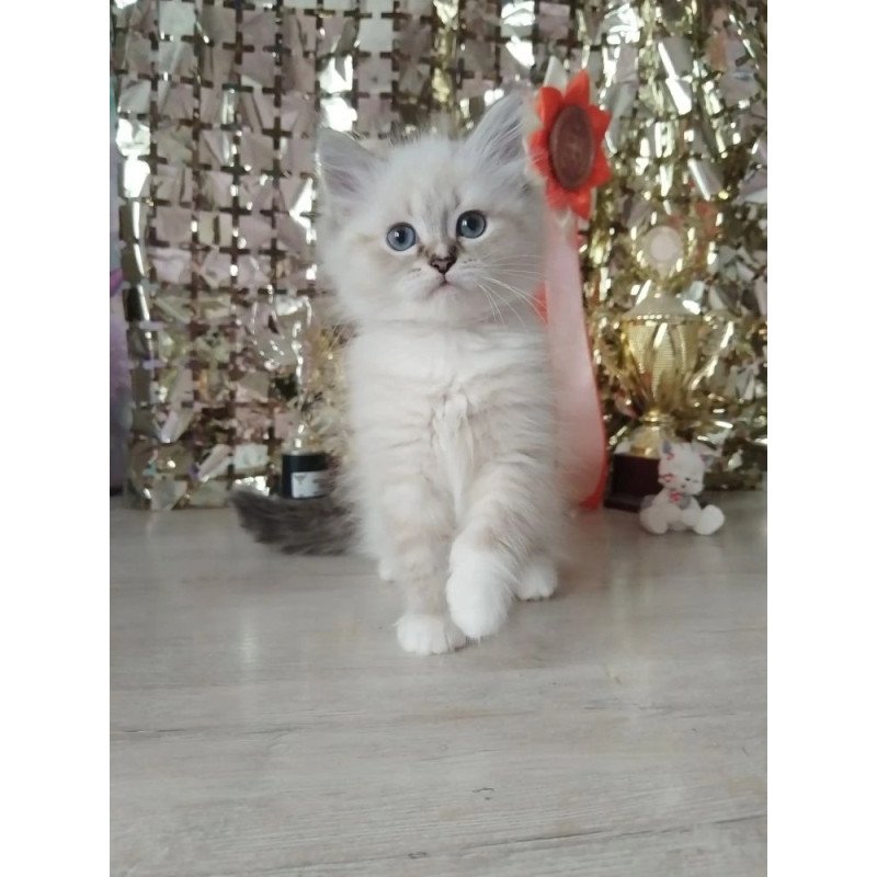 Siberian REZ Hanni