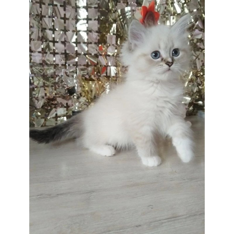Siberian REZ Hanni