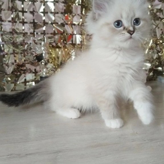 Siberian REZ Hanni