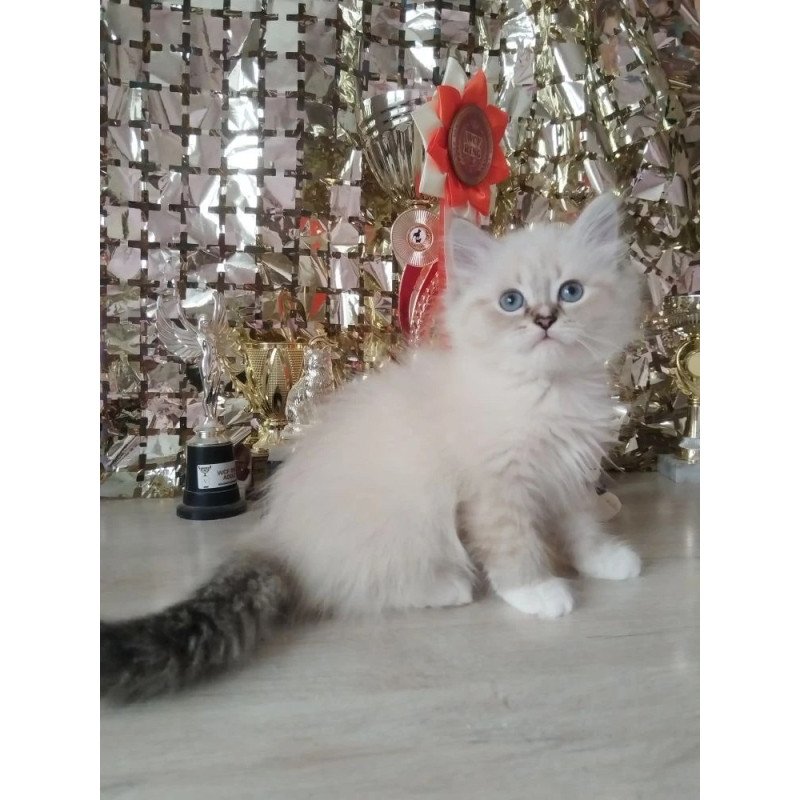 Siberian REZ Hanni