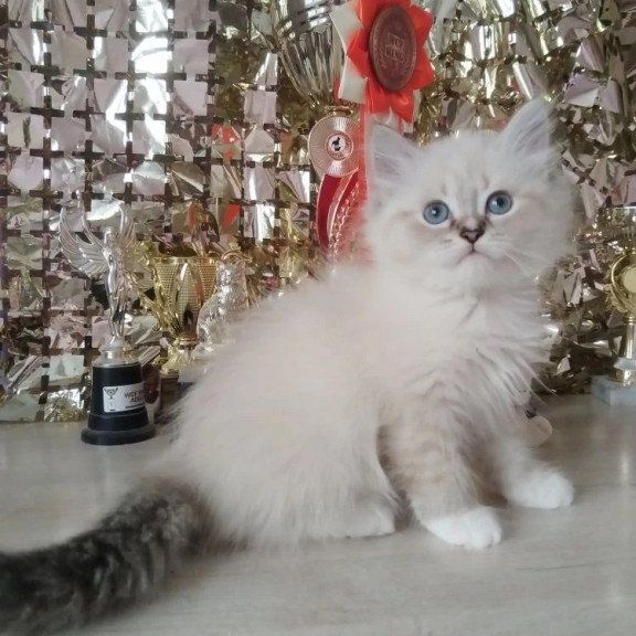 Siberian REZ Hanni