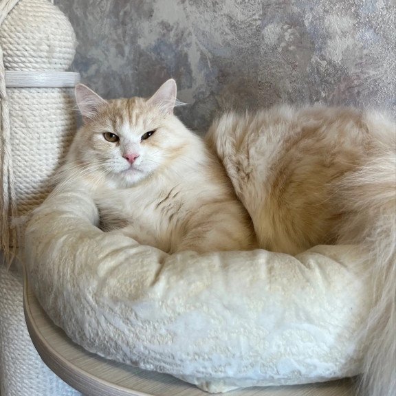 Siberian REZ Goodwin