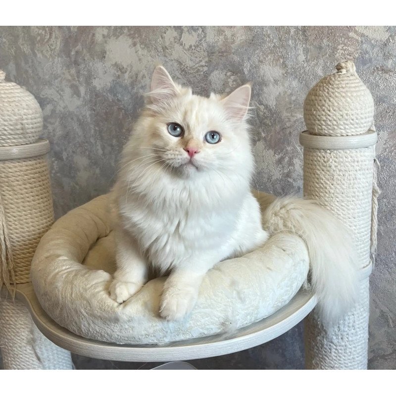 Siberian REZ Zveroboy