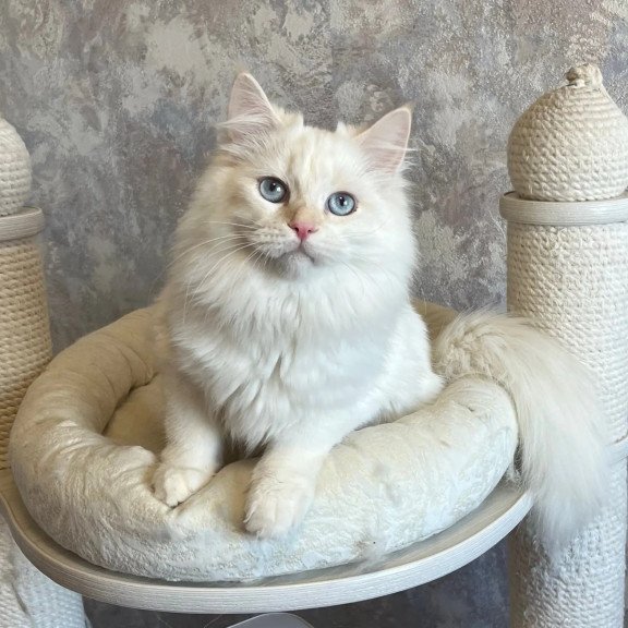 Siberian REZ Zveroboy