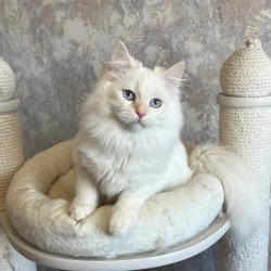 Siberian REZ Zveroboy