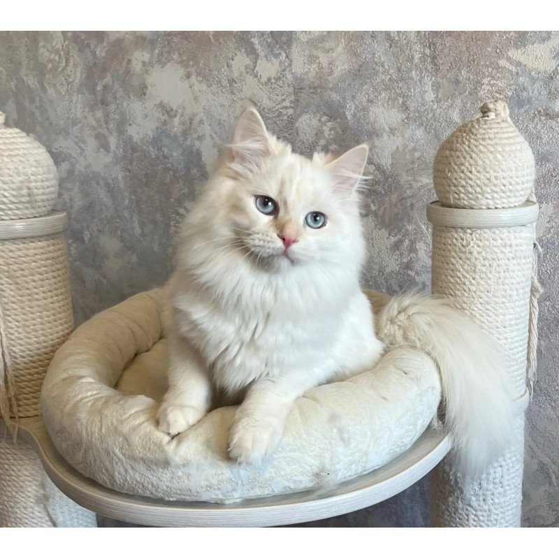 Siberian REZ Zveroboy