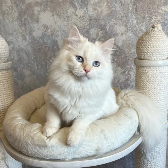 Siberian REZ Zveroboy