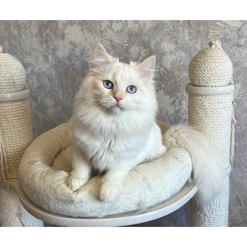 Siberian REZ Zveroboy
