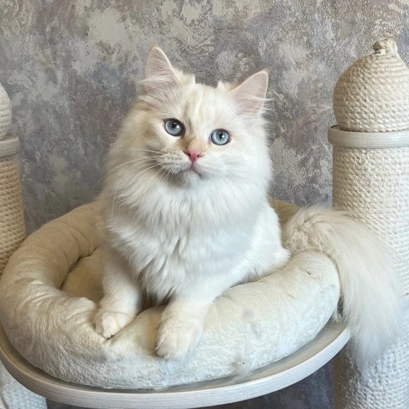 Siberian REZ Zveroboy