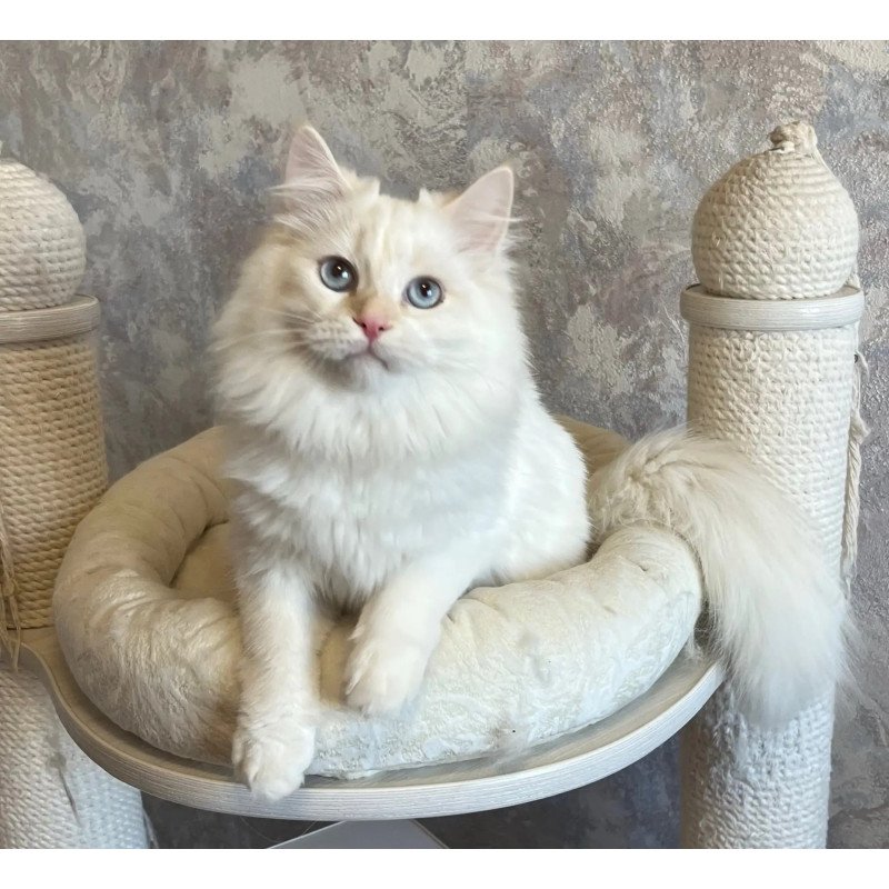 Siberian REZ Zveroboy